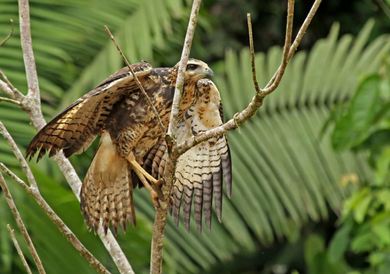 Great Black-Hawk