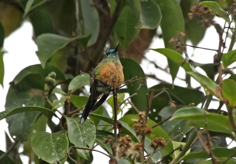 Long-tailed Sylph