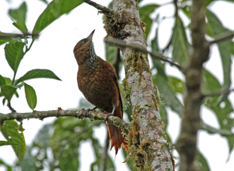 Star-chested Treerunner