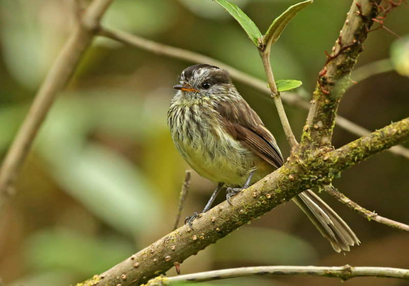 Agile Tit-Tyrant