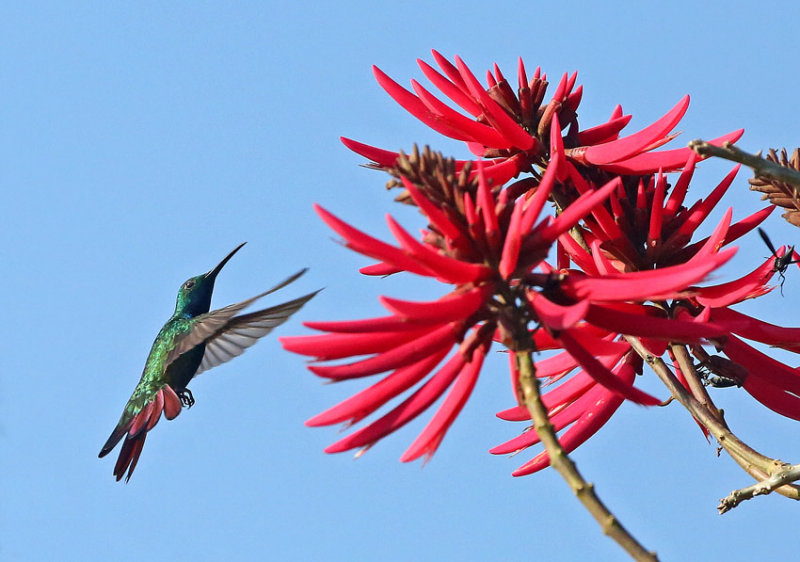 Green-breasted Mango