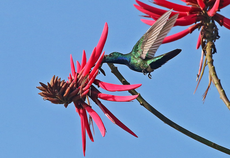 Green-breasted Mango
