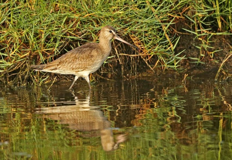 Hudsonian Godwit