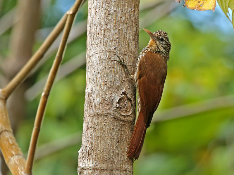 Streak-headed Woodcreeper