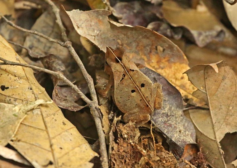 Rhinella margaritifera