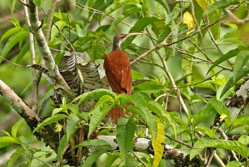 Long-billed Woodcreeper