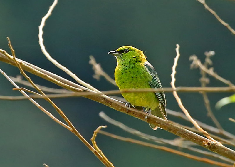 Dotted Tanager