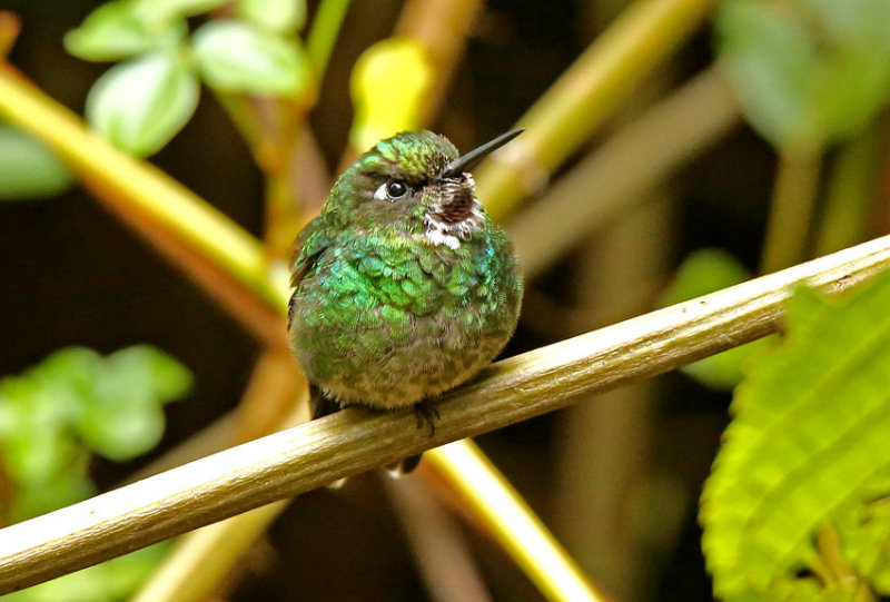 Tourmaline Sunangel