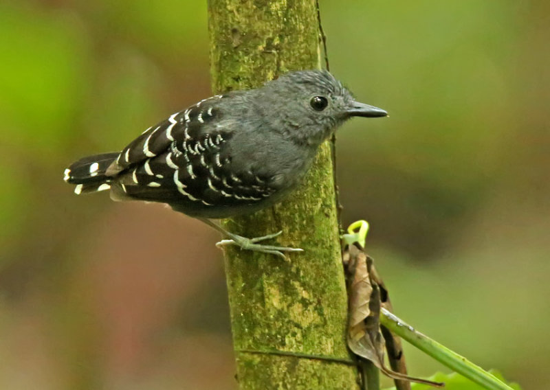 Scale-backed Antbird