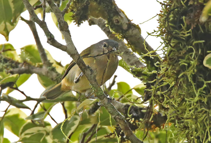 Chestnut-vented Conebill