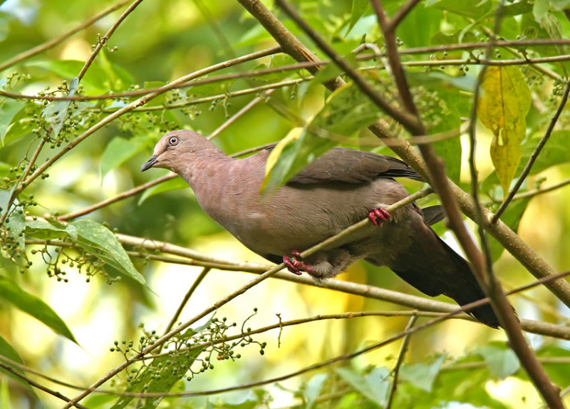 Plumbeous Pigeon