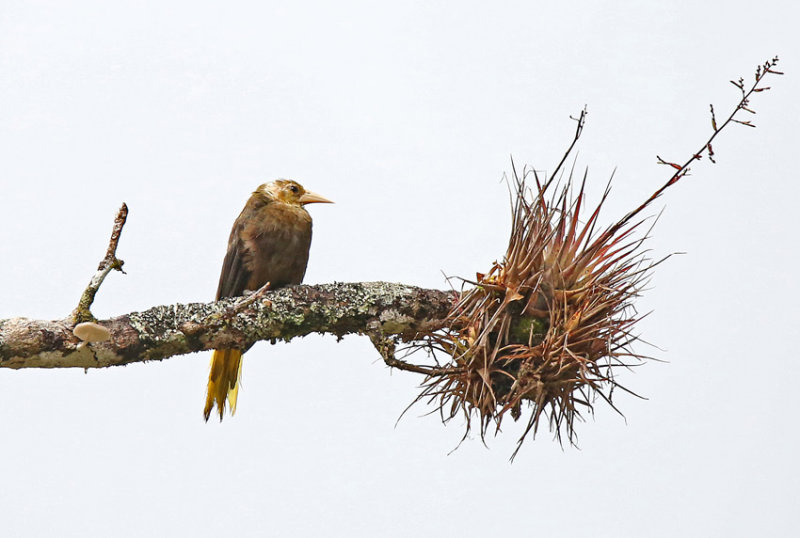 Russet-backed Oropendola