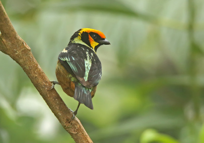 Flame-faced Tanager