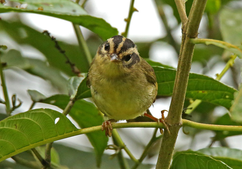 Three-striped Warbler