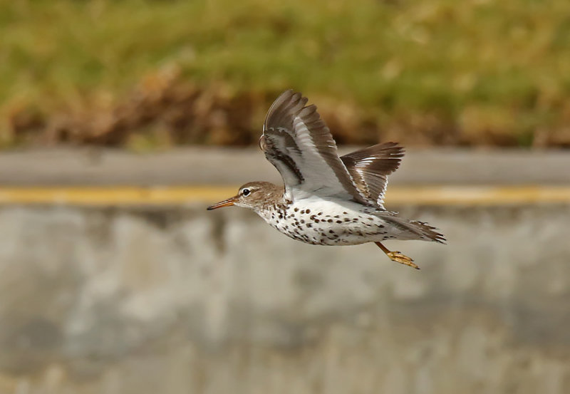 Spotted Sandpiper