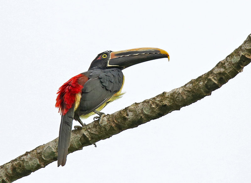 Stripe-billed Aracari