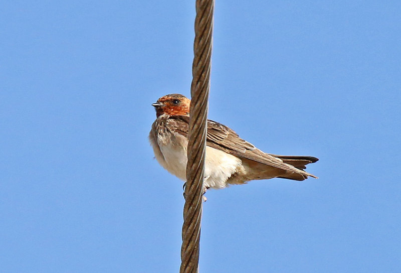 Cliff Swallow