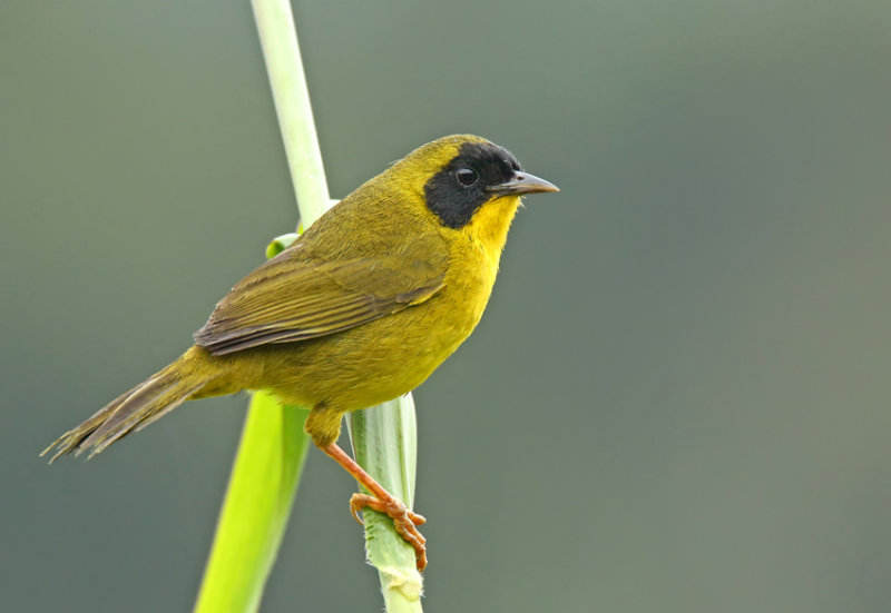 Olive-crowned Yellowthroat