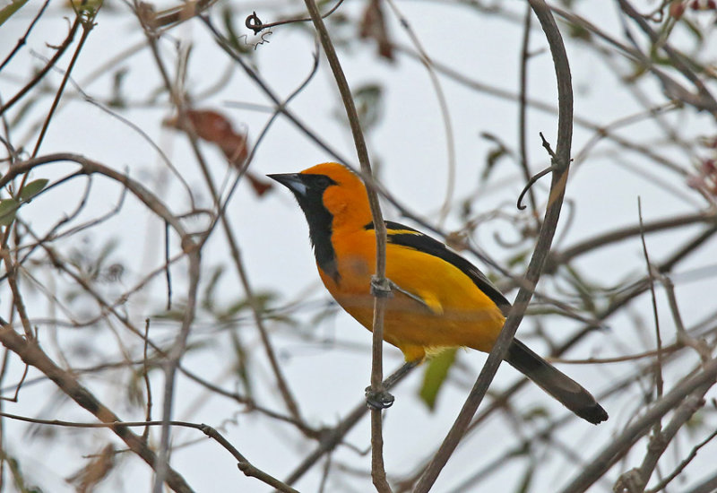 White-edged Oriole