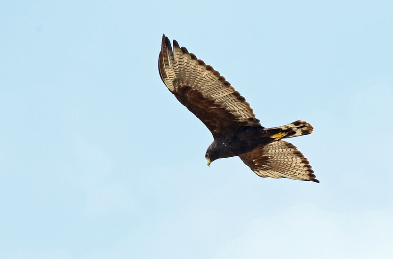 Zone-tailed Hawk