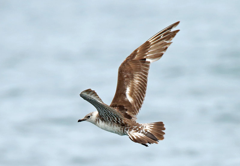 Long-tailed Jaeger