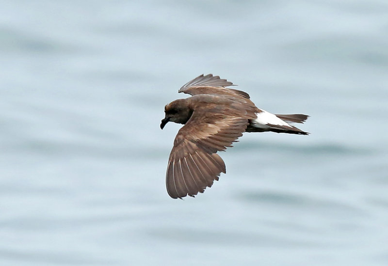 Wedge-rumped Storm-Petrel