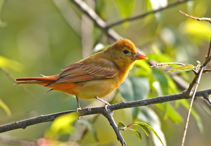 Summer Tanager