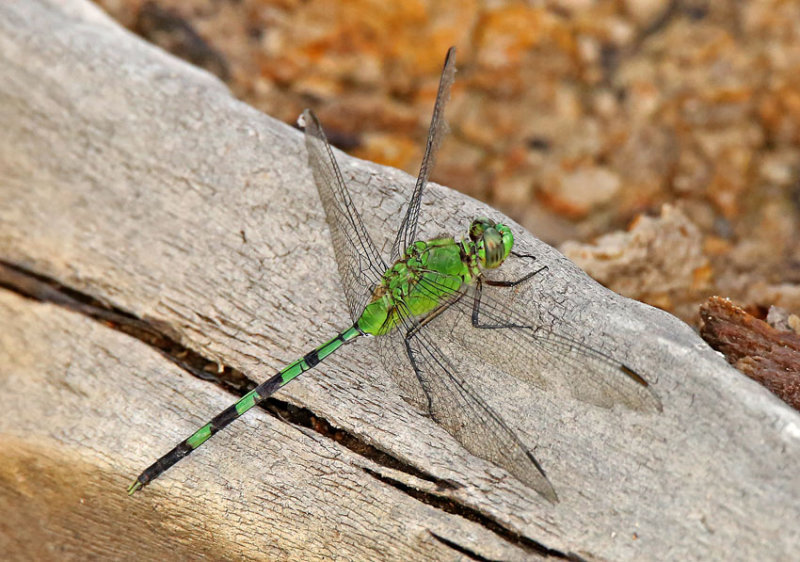 Dragonfly Moyobamba
