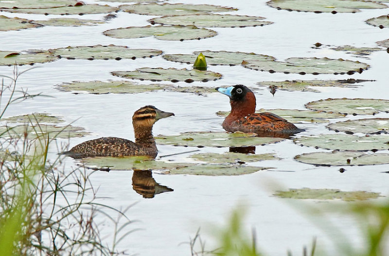 Masked Duck