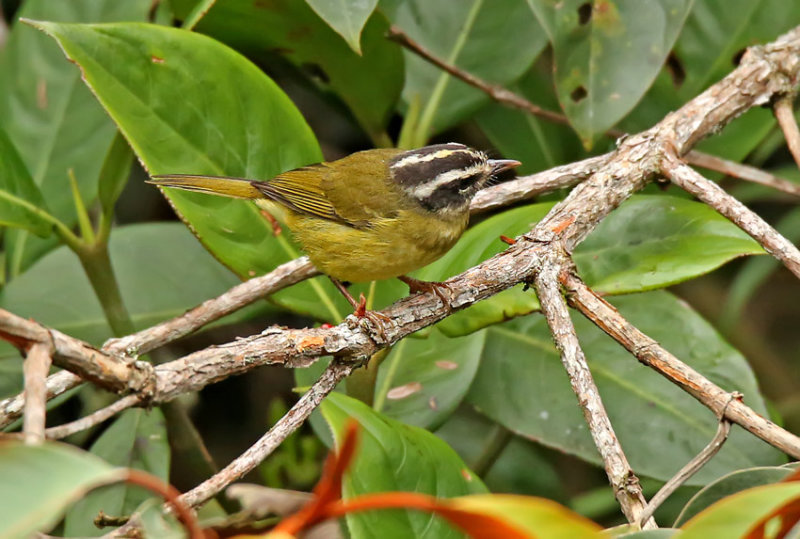 Three-striped Warbler