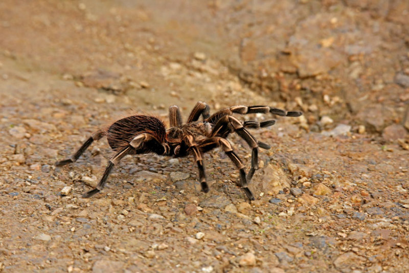 Tarantula Porculla