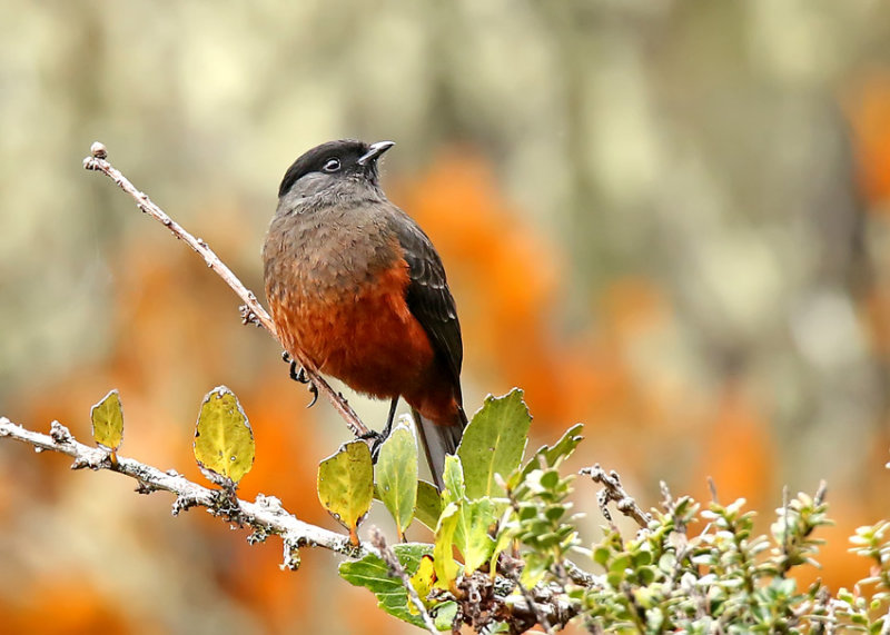 Chestnut-bellied Cotinga