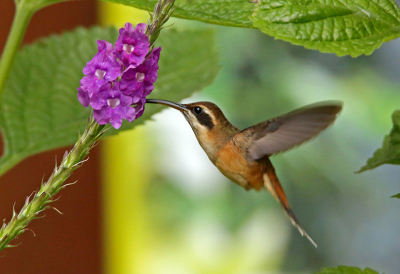 Stripe-throated Hermit