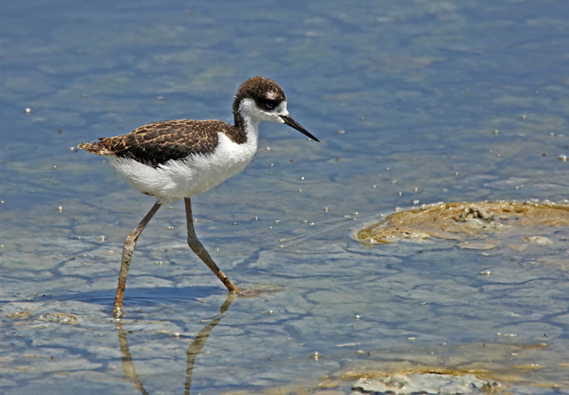 Black-necked Stilt