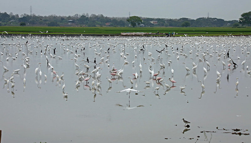 Egrets Relicario