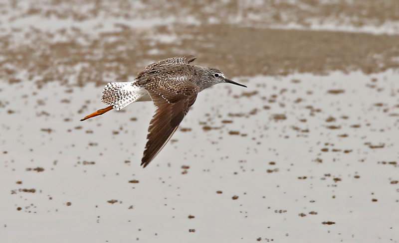 Lesser Yellowlegs