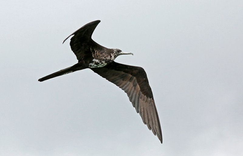 Magnificent Frigatebird