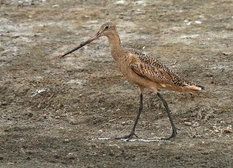 Marbled Godwit