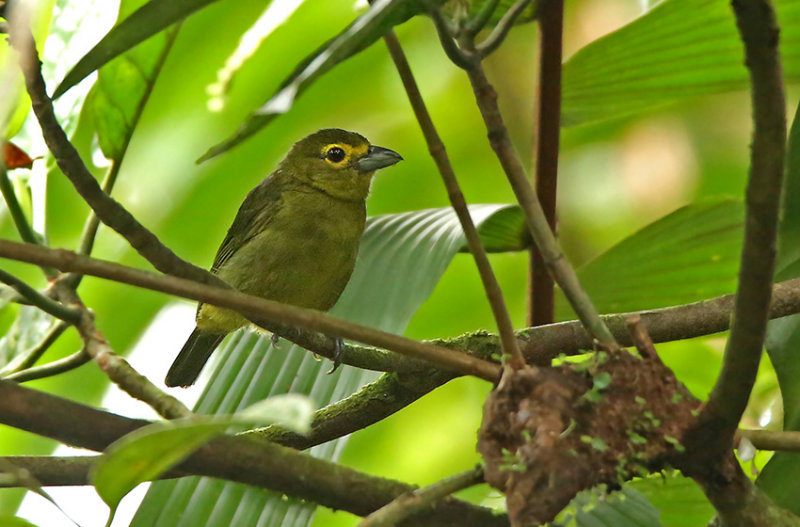 Lemon-spectacled Tanager