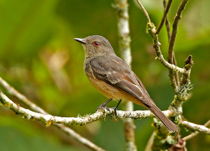 Rufous-tailed Tyrant