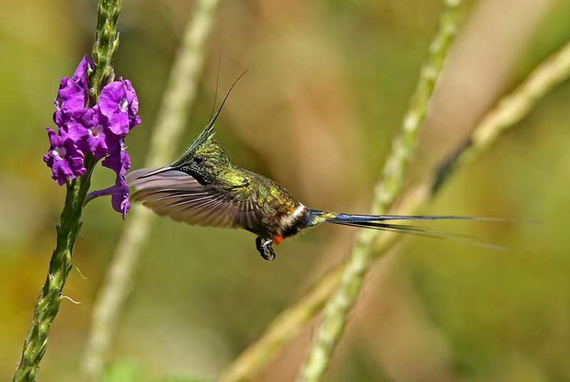 Wire-crested Thornbill