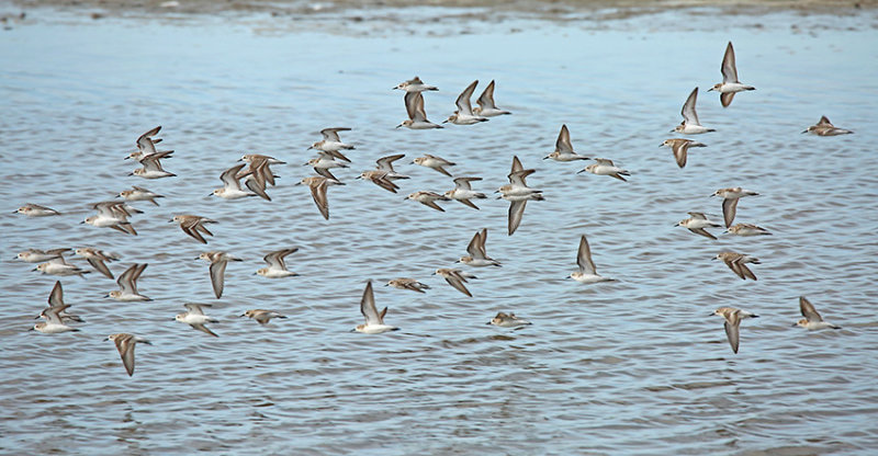 Semipalmated Sandpiper