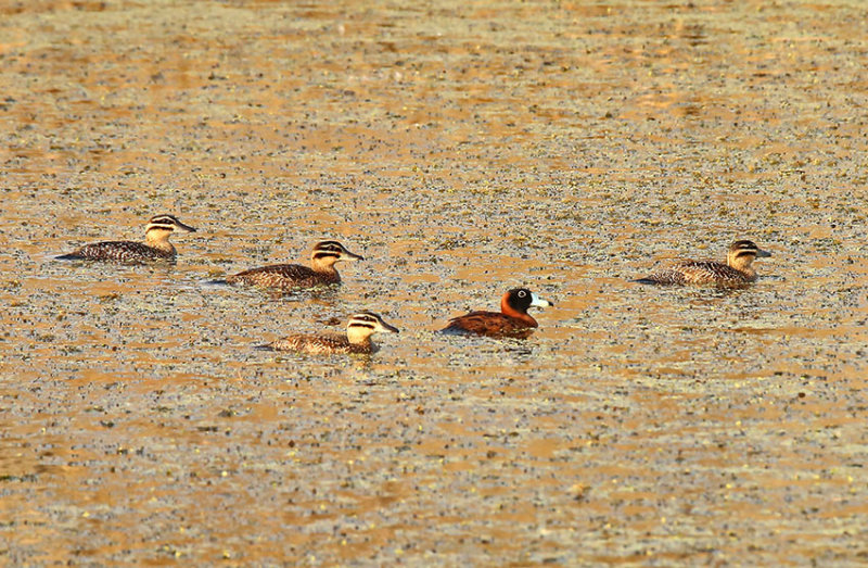 Masked Duck