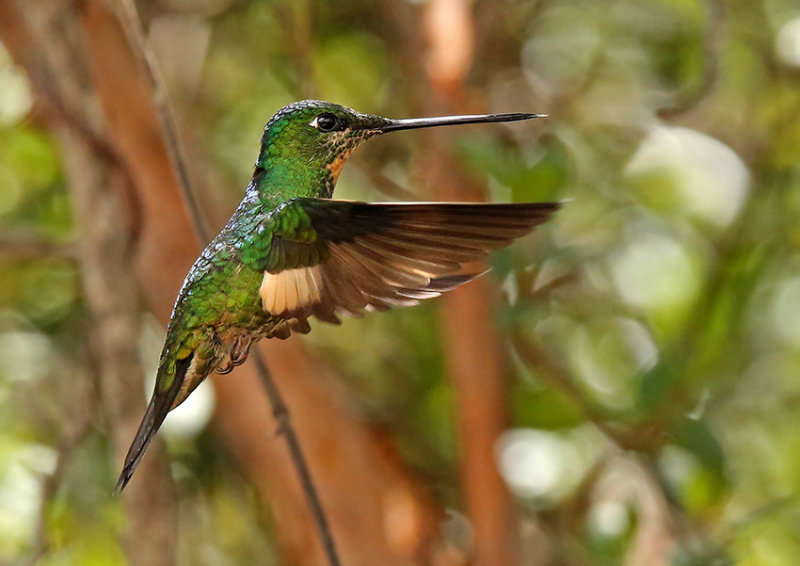 Buff-winged Starfrontlet