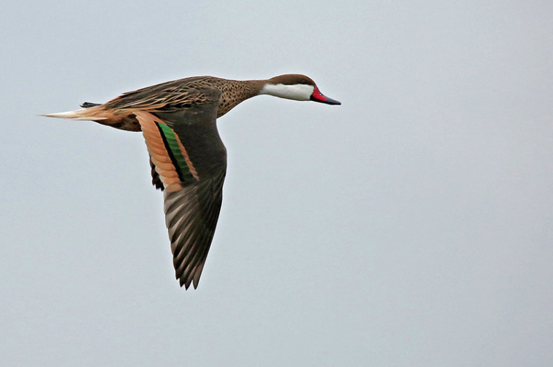 White-cheeked Pintail