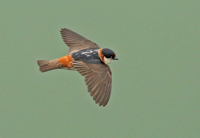 Chestnut-collared Swallow