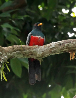 Black-tailed Trogon