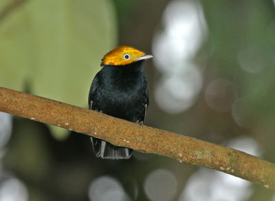 Golden-headed Manakin