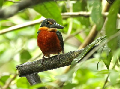 Green-and-rufous Kingfisher