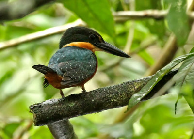 Green-and-rufous Kingfisher